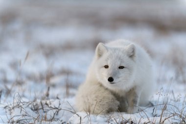 Tundra 'da kış zamanı vahşi kutup tilkisi (Vulpes Lagopus).