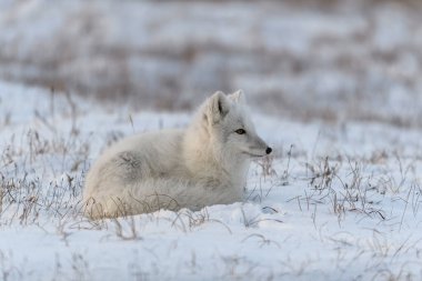Tundra 'da vahşi kutup tilkisi. Kutup tilkisi yalan söylüyor. Tundra 'da uyumak.