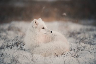 Kışın tundrada vahşi kutup tilkisi (Vulpes Lagopus). Beyaz kutup tilkisi yalan söylüyor.