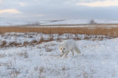 Tundra 'da kış zamanı vahşi kutup tilkisi (Vulpes Lagopus).