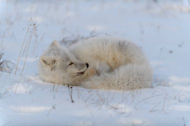 Sibirya tundrasında kışın kutup tilkisi kapanıyor.
