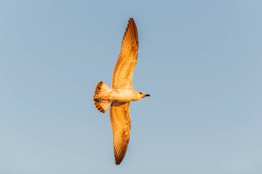 Gün batımında denizde uçan martı. Altın saat aydınlatma.