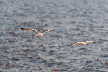 Gün batımında denizde uçan martı. Altın saat aydınlatma.