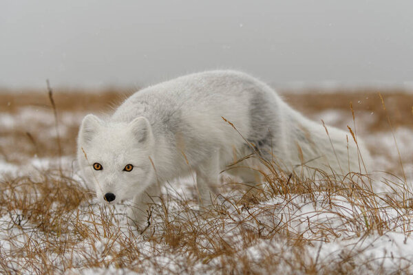 Arctic fox in winter time in Siberian tundra close up.