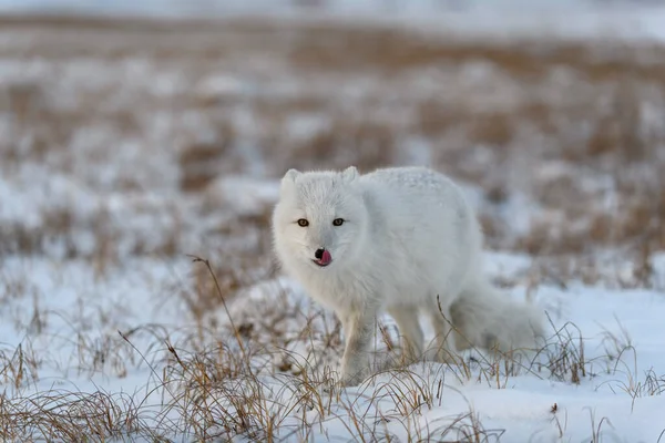 Arctische Vos Winter Siberische Toendra — Stockfoto