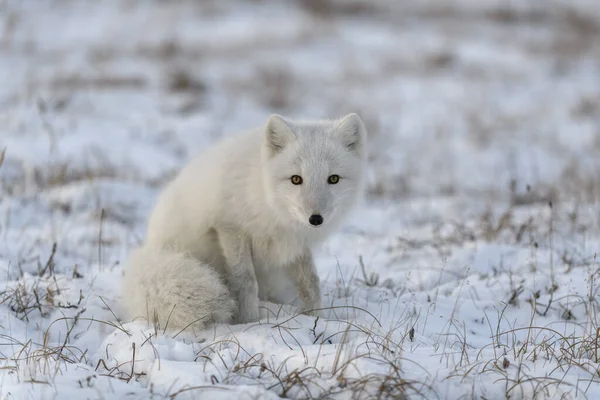 Raposa Ártica Tempo Inverno Tundra Siberiana Close — Fotografia de Stock
