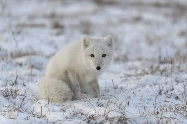 Volpe Artica Inverno Nella Tundra Siberiana Vicino — Foto Stock