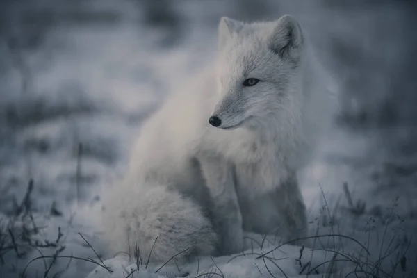 冬のツンドラで野生の北極キツネ Vulpes Lagopus — ストック写真