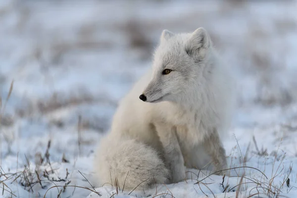 Vulpea Arctică Timpul Iernii Tundra Siberiană Închide — Fotografie, imagine de stoc