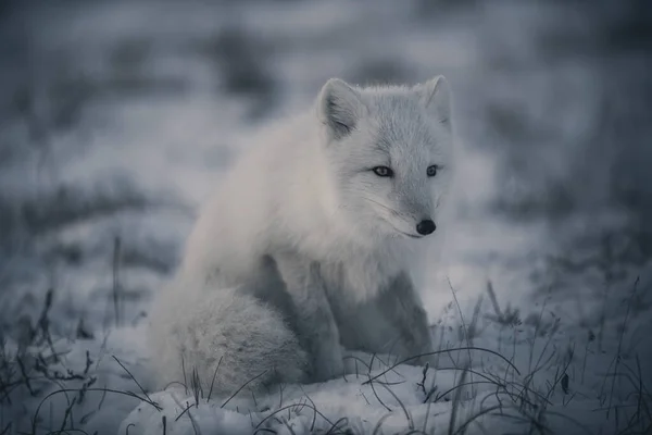 Дикий Арктичний Лис Vulpes Lagopus Тундрі Зимовий Час — стокове фото