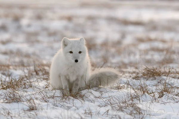 Vulpea Arctică Timpul Iernii Tundra Siberiană — Fotografie, imagine de stoc