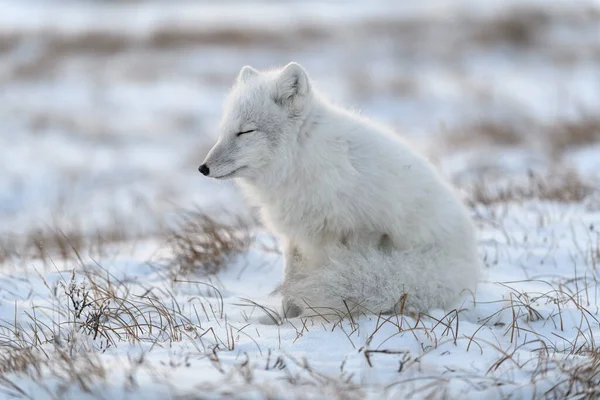 Arktischer Wildfuchs Vulpes Lagopus Der Tundra Winter Weißer Polarfuchs Mit — Stockfoto