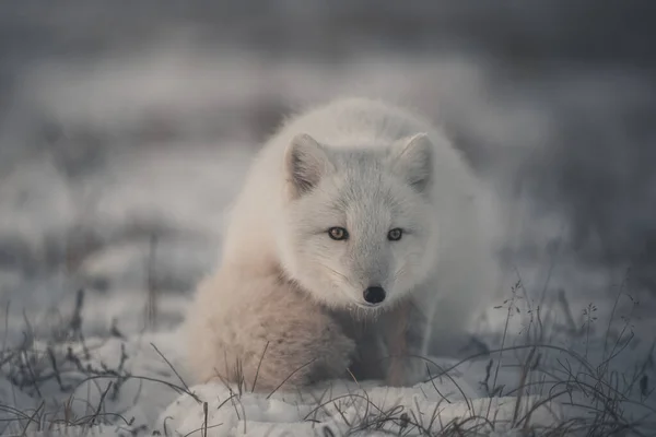 Raposa Ártica Selvagem Vulpes Lagopus Tundra Inverno — Fotografia de Stock