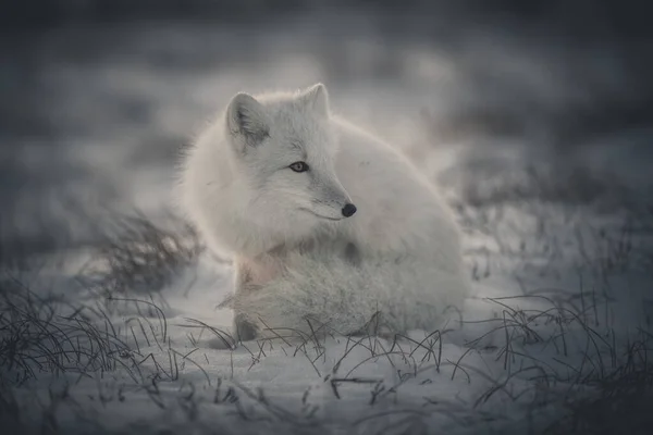 Дикий Арктичний Лис Vulpes Lagopus Тундрі Зимовий Час — стокове фото