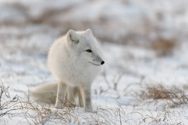 Arctic Fox Winter Time Siberian Tundra Close — Stock Photo, Image