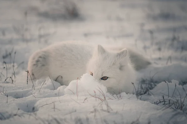 Polarfuchs Vulpes Lagopus Der Wilden Tundra Polarfuchs Hat Sich Versteckt — Stockfoto