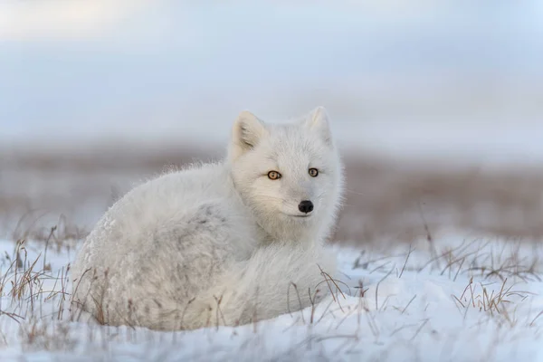 Zorro Ártico Invierno Tundra Siberiana Cerca —  Fotos de Stock