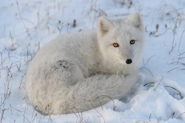 Arctic Fox Winter Time Siberian Tundra Close — Stock Photo, Image