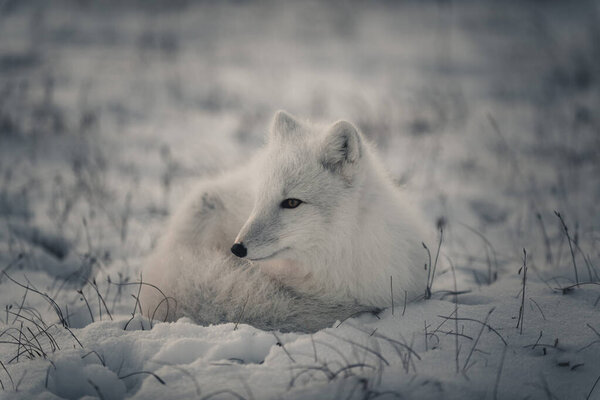 Wild arctic fox (Vulpes Lagopus) in tundra in winter time. White arctic fox lying.