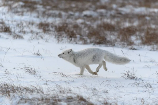 Renard Arctique Sauvage Vulpes Lagopus Dans Toundra Hiver Renard Arctique — Photo