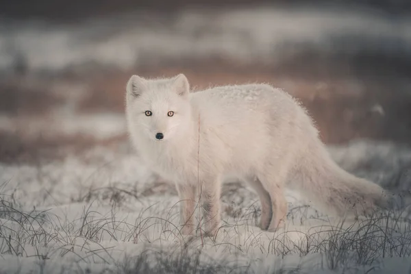 Vadon Élő Sarki Róka Vulpes Lagopus Tundrában Télen — Stock Fotó