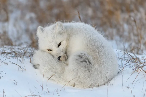 冻土带里的野生北极狐狸 北极狐狸撒谎了睡在冻土带里 — 图库照片