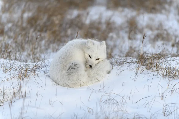 Arktischer Wildfuchs Vulpes Lagopus Der Tundra Winter Weißer Polarfuchs Mit — Stockfoto