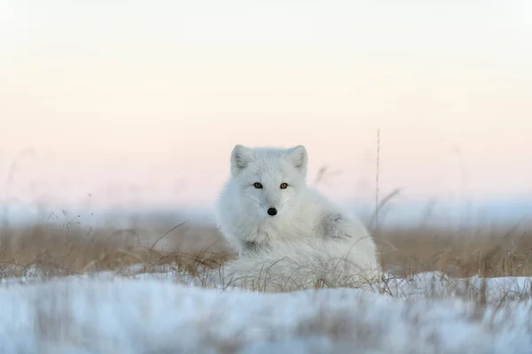 Raposa Ártica Selvagem Tundra Raposa Árctico Mentir Dormir Tundra — Fotografia de Stock