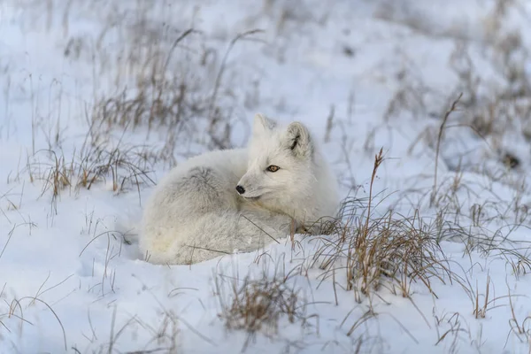 Дикая Арктическая Лиса Vulpes Lagopus Тундре Зимой Белая Арктическая Лиса — стоковое фото