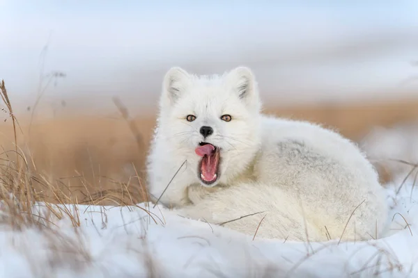 Arctic Fox Winter Time Siberian Tundra Close — Stock Photo, Image