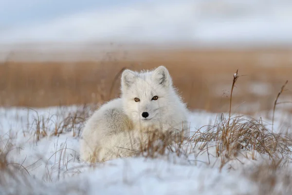 Дикий Арктичний Лис Vulpes Lagopus Тундрі Зимовий Час Білий Арктичний — стокове фото