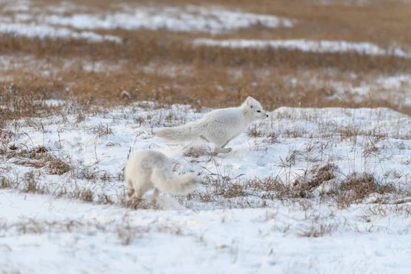 Dos Zorros Árticos Jóvenes Vulpes Lagopus Tundra Salvaje Zorro Ártico — Foto de Stock