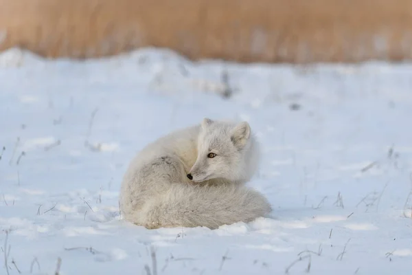 Дикий Арктичний Лис Vulpes Lagopus Тундрі Зимовий Час Білий Арктичний — стокове фото