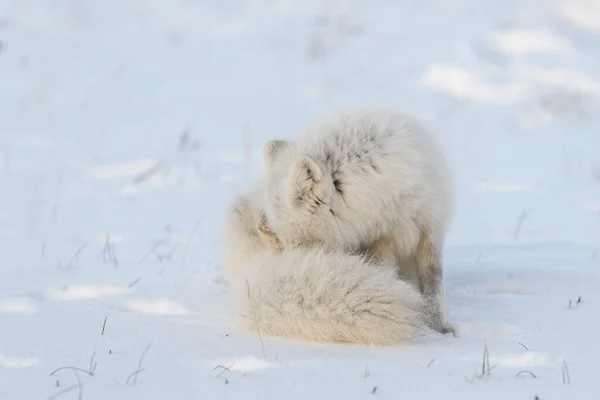 Arctische Vos Vulpes Lagopus Zit Krabbelt Het Wild — Stockfoto