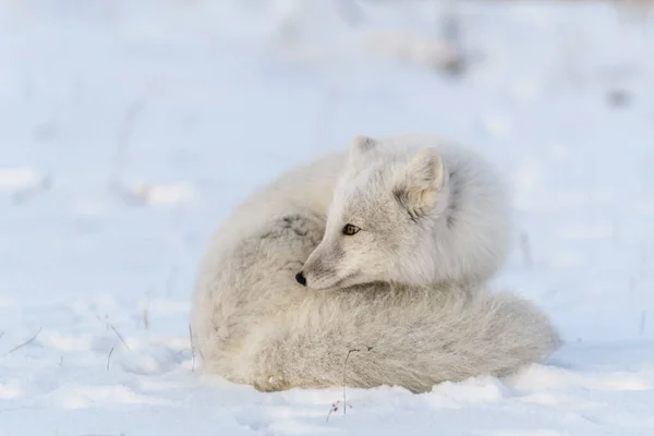 Renard Arctique Hiver Dans Toundra Sibérienne Gros Plan — Photo