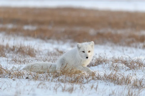 Arctische Vos Winter Siberische Toendra — Stockfoto