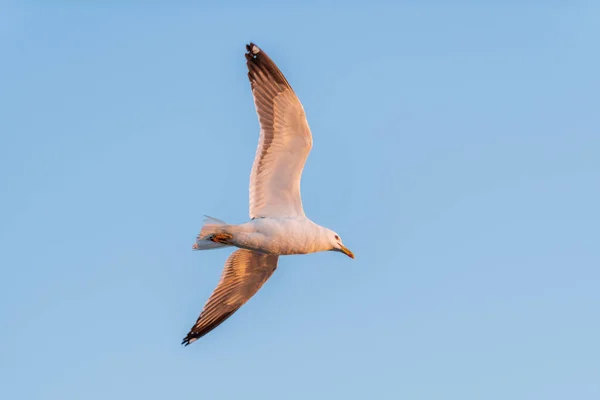 Gaivota Voando Mar Pôr Sol Iluminação Hora Dourada — Fotografia de Stock