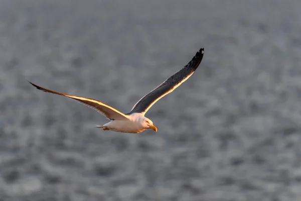 Gaivota Voando Mar Pôr Sol Iluminação Hora Dourada — Fotografia de Stock