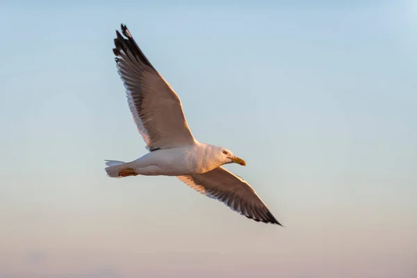 Möwen Fliegen Bei Sonnenuntergang Auf See Goldene Stunde Beleuchtung — Stockfoto