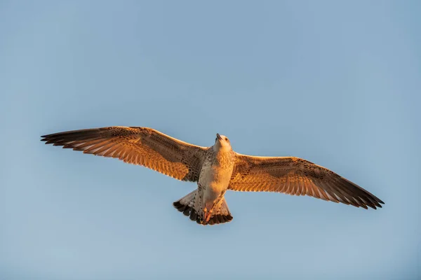 Möwen Fliegen Bei Sonnenuntergang Auf See Goldene Stunde Beleuchtung — Stockfoto