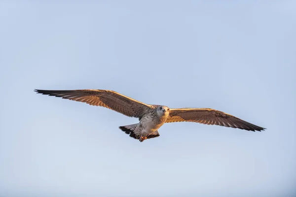 Gaivota Voando Mar Pôr Sol Iluminação Hora Dourada — Fotografia de Stock