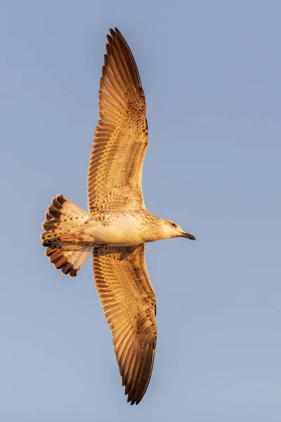 Möwen Fliegen Bei Sonnenuntergang Auf See Goldene Stunde Beleuchtung — Stockfoto