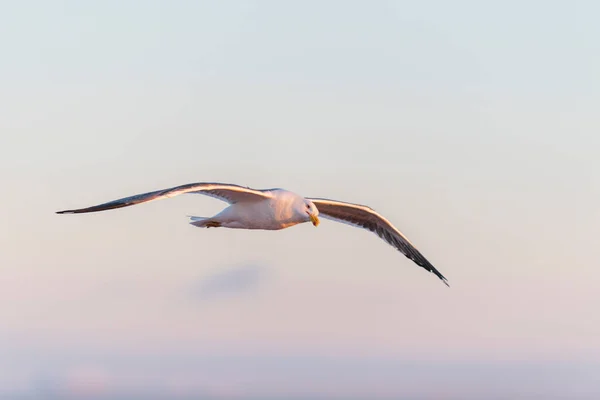 Racek Letící Moři Při Západu Slunce Zlatá Hodina Osvětlení — Stock fotografie