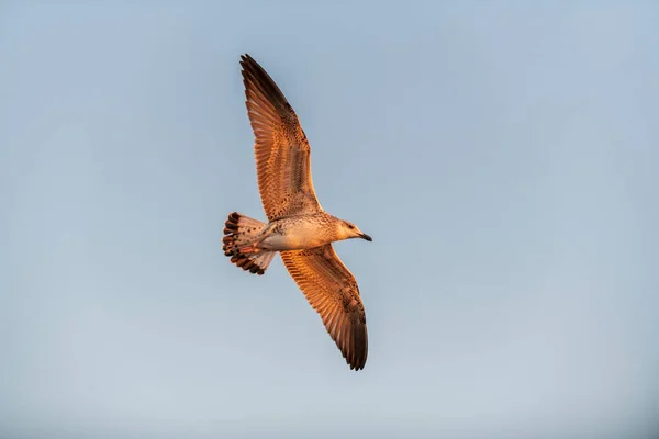 Möwen Fliegen Bei Sonnenuntergang Auf See Goldene Stunde Beleuchtung — Stockfoto