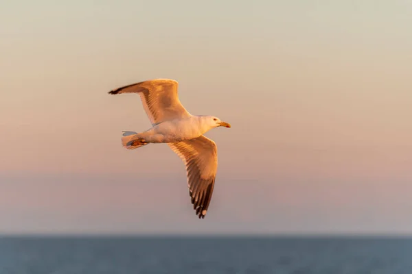 Seagull Flying Sea Sunset Golden Hour Lighting — Stock Photo, Image