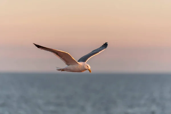 Gaivota Voando Mar Pôr Sol Iluminação Hora Dourada — Fotografia de Stock