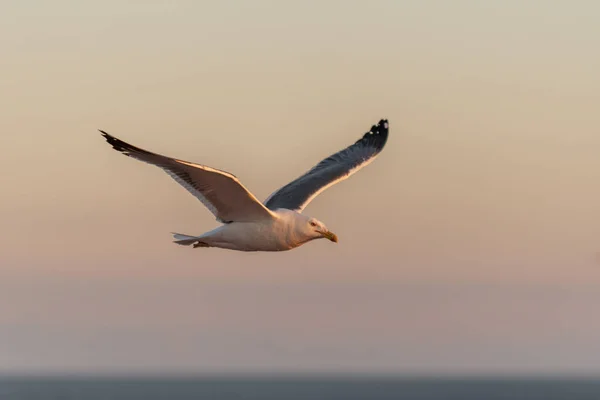 Möwen Fliegen Bei Sonnenuntergang Auf See Goldene Stunde Beleuchtung — Stockfoto