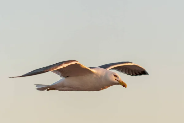 Möwen Fliegen Bei Sonnenuntergang Auf See Goldene Stunde Beleuchtung — Stockfoto