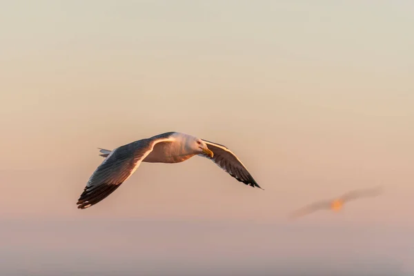 Zeemeeuw Vliegt Zee Bij Zonsondergang Gouden Uur Verlichting — Stockfoto