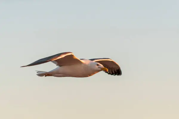 Gaivota Voando Mar Pôr Sol Iluminação Hora Dourada — Fotografia de Stock